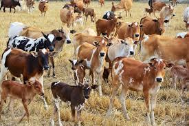 Cow Herd 