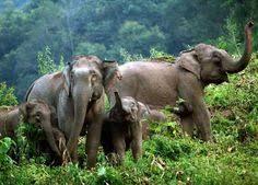 Asian Elephants 