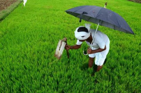 Farmer in Farm, India 