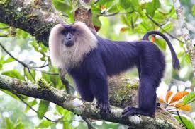 Lion Tailed Macaque in Western Ghats, India