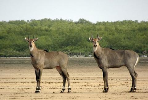 Nilgai - Antelope, India