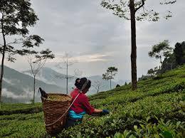 Tea Estate in Darjiiling, India 