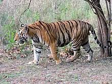 Royal Bengal Tiger