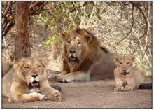 Lions in Gir National Park, India