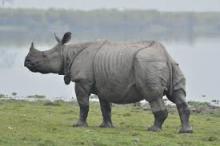 Single Horn Rhino, India