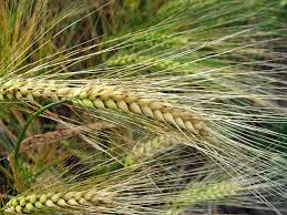 ಭಾರತದ ಬಾರ್ಲಿಗೆ ಜಪಾನಿ ಕಂಪೆನಿಯ ಪೇಟೆಂಟ್….