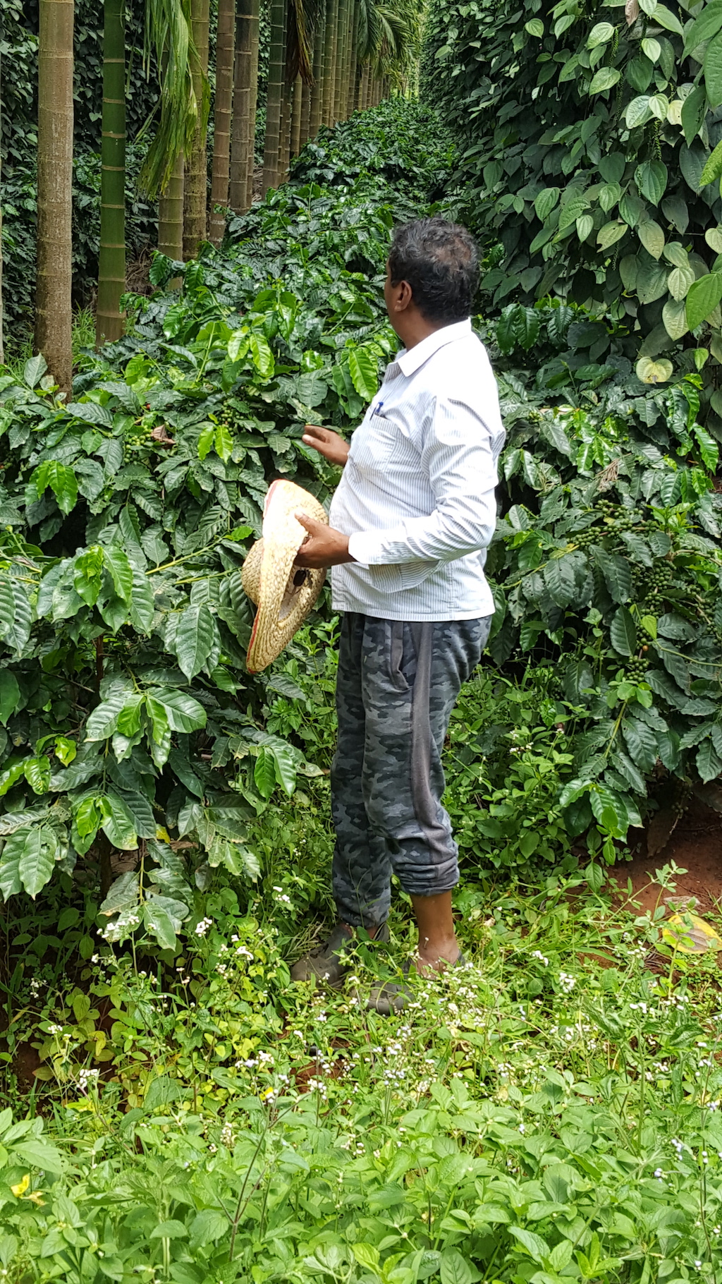 ಹಸುರು ಕಾಫಿ ಬೀಜಸಾರದಿಂದ ಸಕ್ಕರೆ ಕಾಯಿಲೆ ನಿಯಂತ್ರಣ