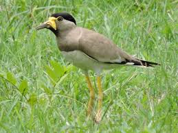 ಪ್ರಾಣಿಪಕ್ಷಿಗಳ ಪೃಕೃತಿ ಜ್ನಾನ