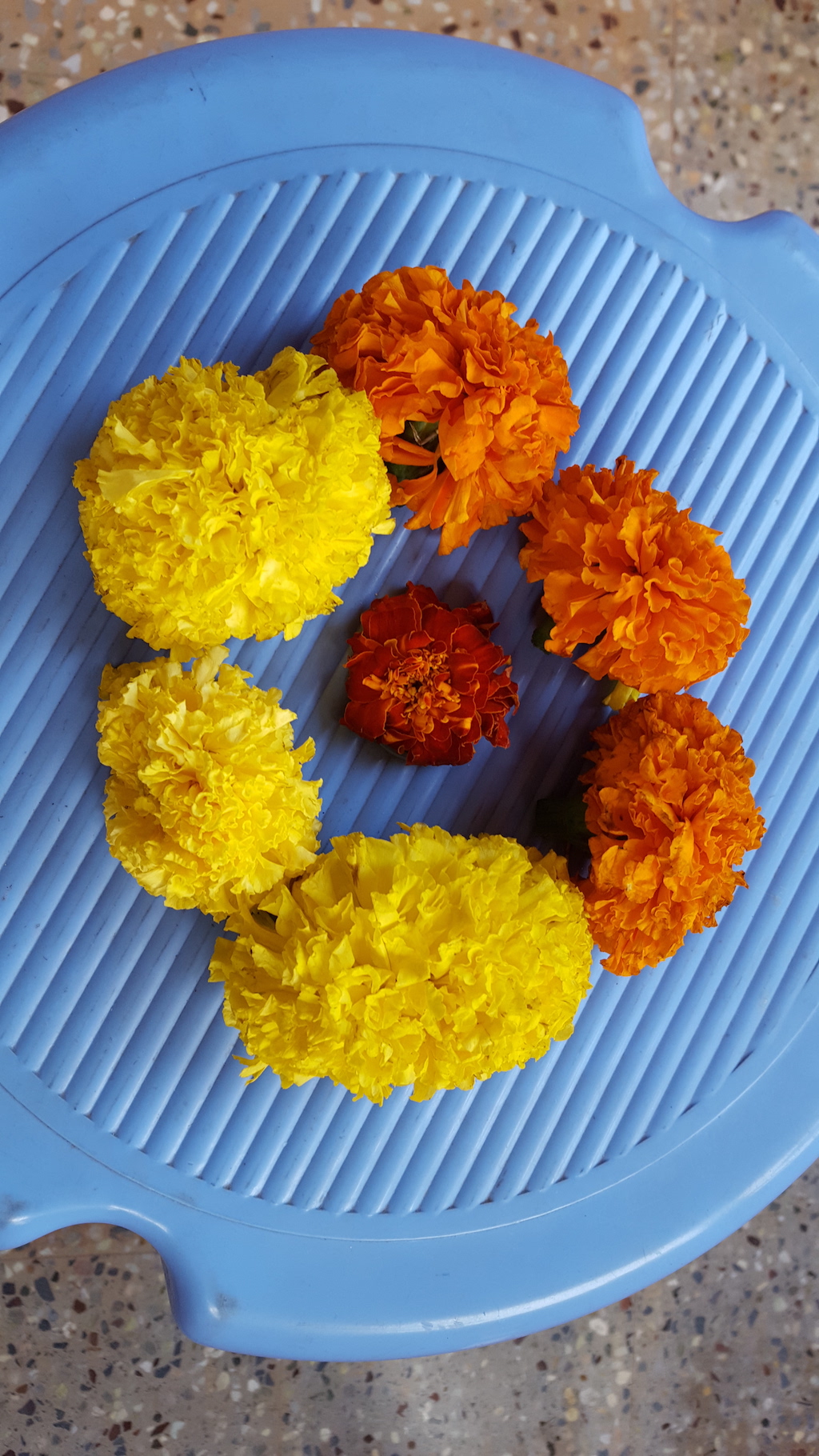 ಗುಂಡ್ಲುಪೇಟೆಯಲ್ಲಿ ಚೆಂಡುಮಲ್ಲಿಗೆ ಅರಳಿದಾಗ…