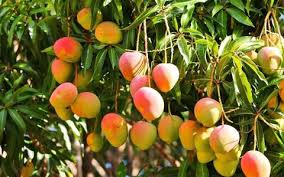 ಅಲ್ಫಾನ್ಸೋ ಮಾವು ಬೆಳೆಗಾರನ ನೋವುನಲಿವು