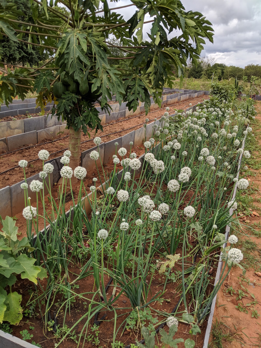 ಮತ್ತೆ ಮಣ್ಣಿಗೆ ನಮೋ!  