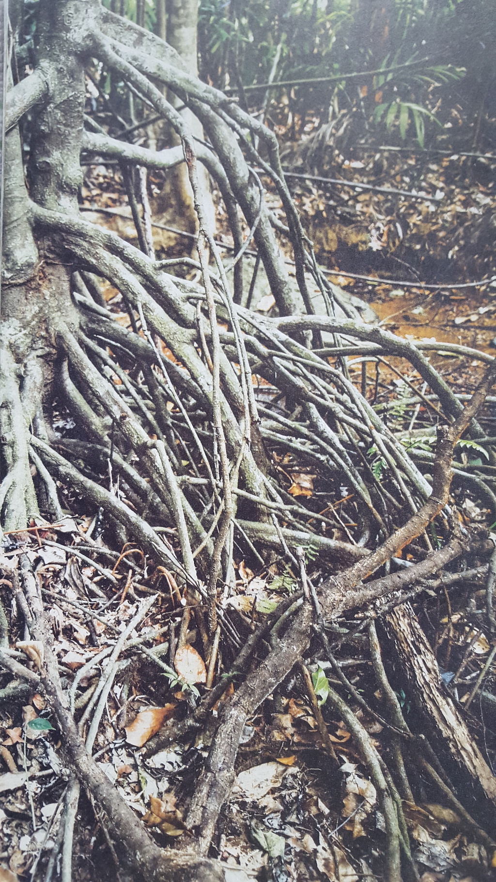 ಕತ್ಲೆಕಾನ್ ಕಥನ