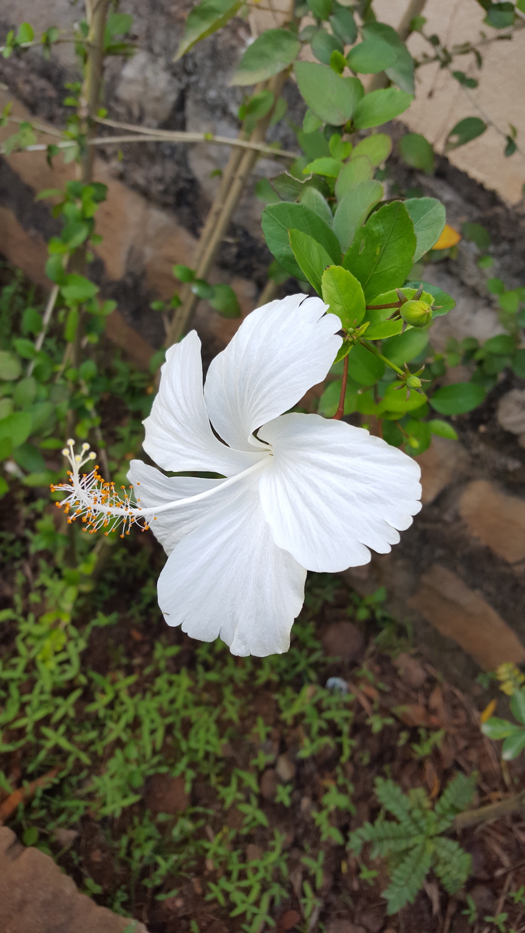ದಾಸವಾಳ: ಬಣ್ಣ, ಬಳಕೆ ಹೇರಳ