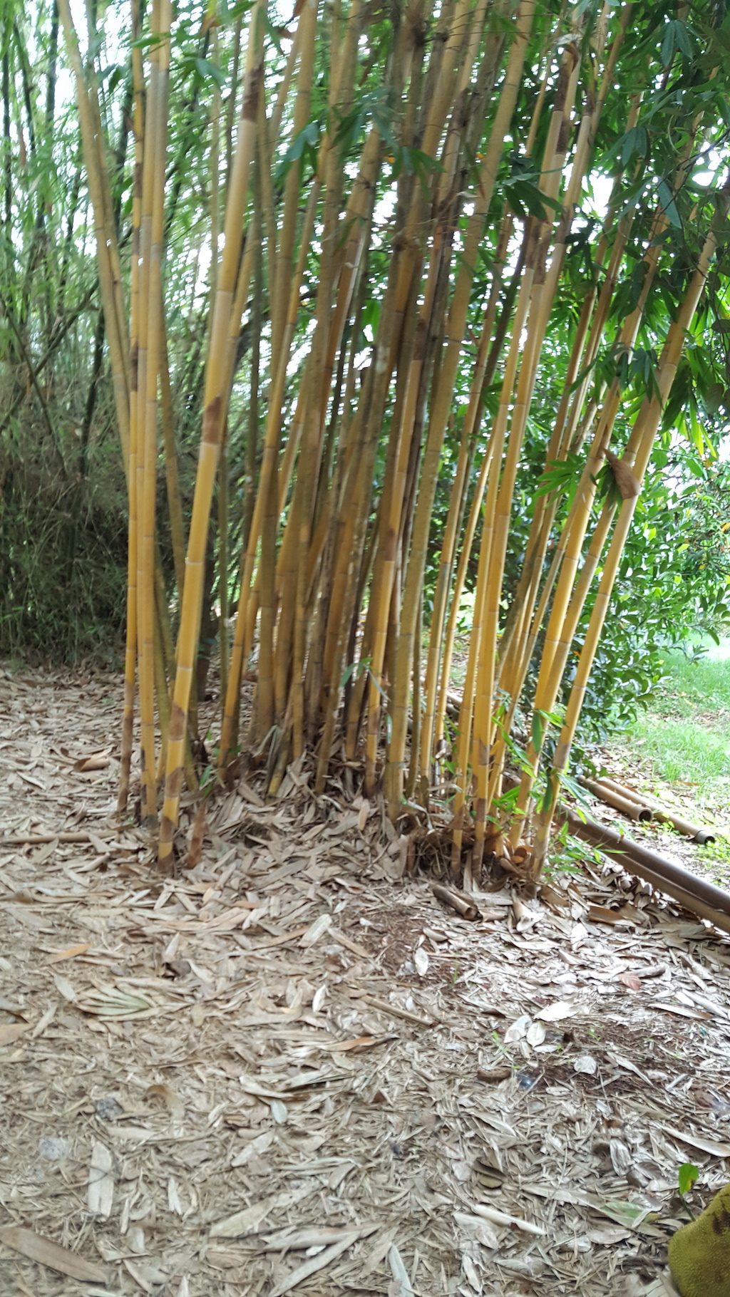 ಅರಣ್ಯ ಕಾಯಿದೆ, ೧೯೨೭ಕ್ಕೆ ತಿದ್ದುಪಡಿ: ಬಂಧನದಿಂದ ಬಿದಿರು ಬಿಡುಗಡೆ