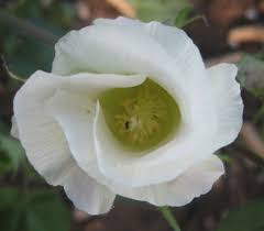 ಮಣ್ಣು ಮುಕ್ಕಿದ ಬಿಟಿ ಹತ್ತಿ ಪೇಟೆಂಟ್