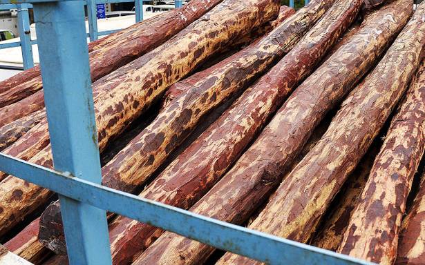 ಕೆಂಪು ಪಟ್ಟಿಯಲ್ಲಿ ಸಿಲುಕಿರುವ ಕೆಂಪು ಚಂದನ