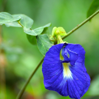 ಹೋಟೆಲುಗಳ ಆಹಾರ ತಟ್ಟೆಗೆ ಬಣ್ಣದ ಹೂಗಳ ಲಗ್ಗೆ