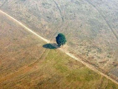 ಕಾಡು ನಾಶ ಮತ್ತು ಕೊರೊನಾ-೧೯ ವೈರಸ್ ಧಾಳಿ
