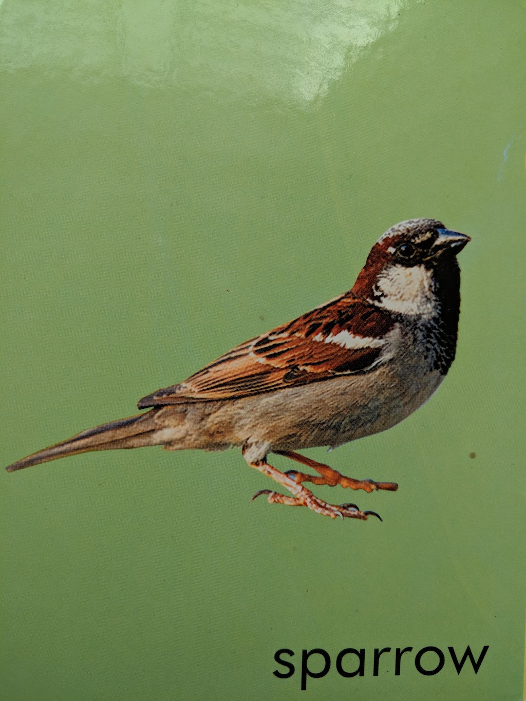 ಗುಬ್ಬಿ ಹಬ್ಬ: ಮಾರ್ಚ್ ೨೦