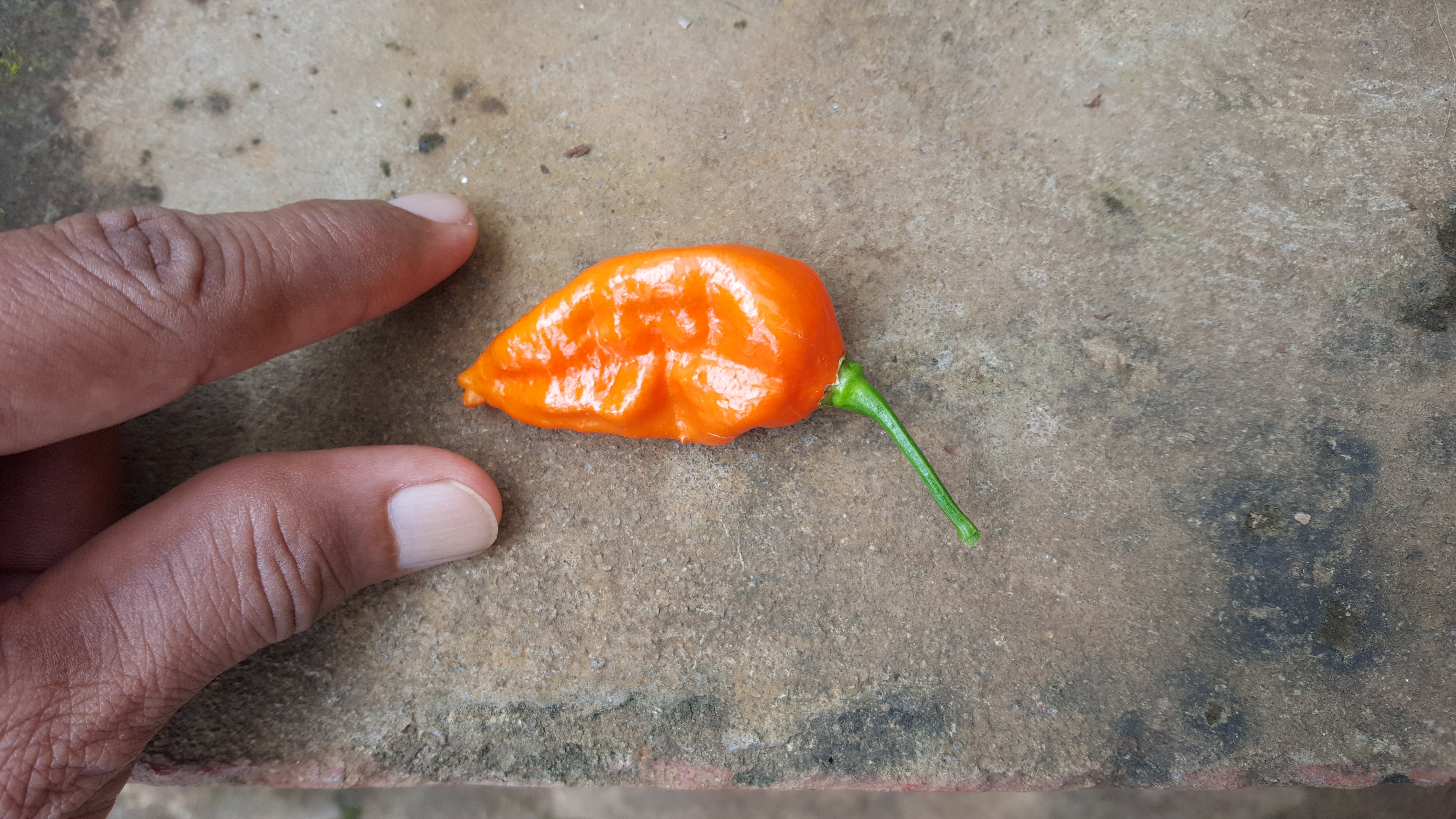 ರಾಜಾ ಮೆಣಸಿನ ಕಥನ