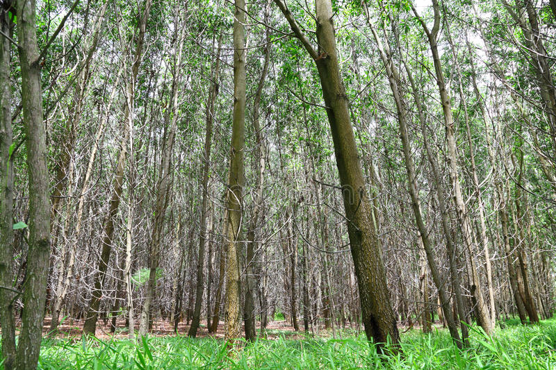 ಆಕ್ರಮಣಕಾರಿ ಸಸ್ಯಗಳಿಂದ ನೀಲಗಿರಿ ಬುಡಕಟ್ಟು ಬದುಕು ಮೂರಾಬಟ್ಟೆ