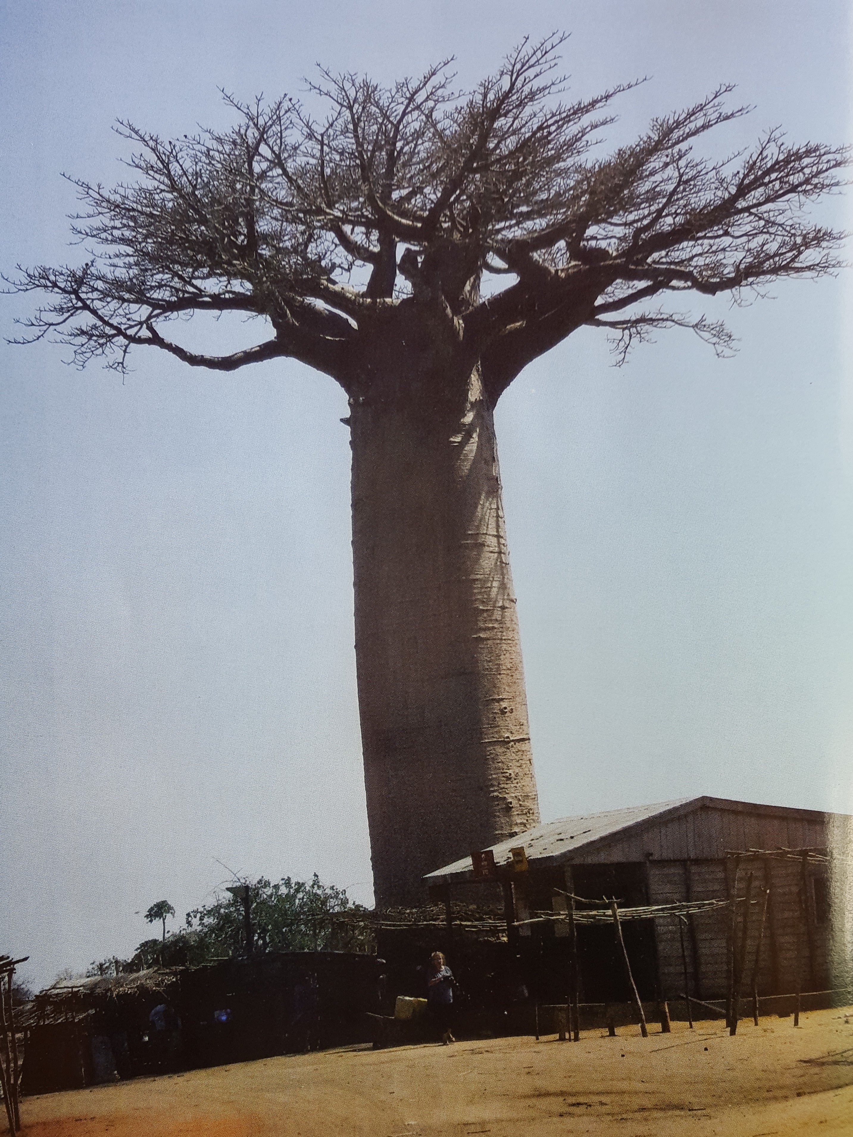 ಬಿಯೊಬಾಬ್: ದೈತ್ಯ ಮರದ ಖಂಡಾಂತರ ಪಯಣದ ಕಥನ