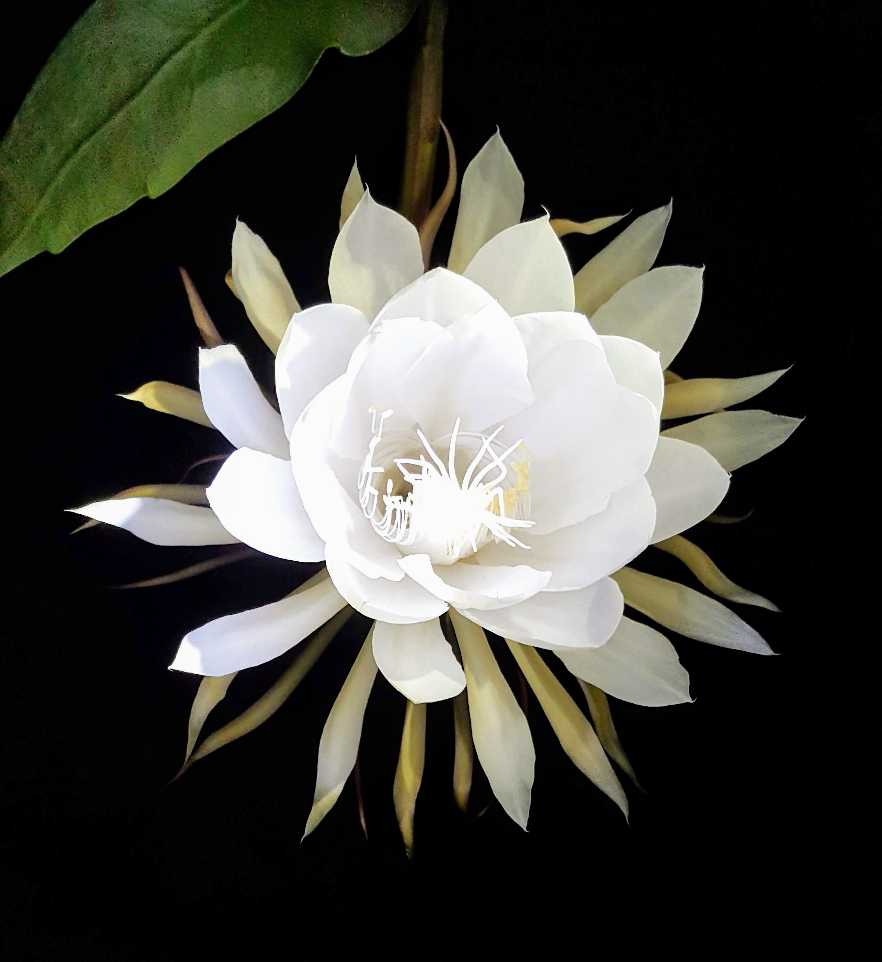 ಬ್ರಹ್ಮಕಮಲ - ಒಂದು ರಾತ್ರಿಯ ವಿಸ್ಮಯ