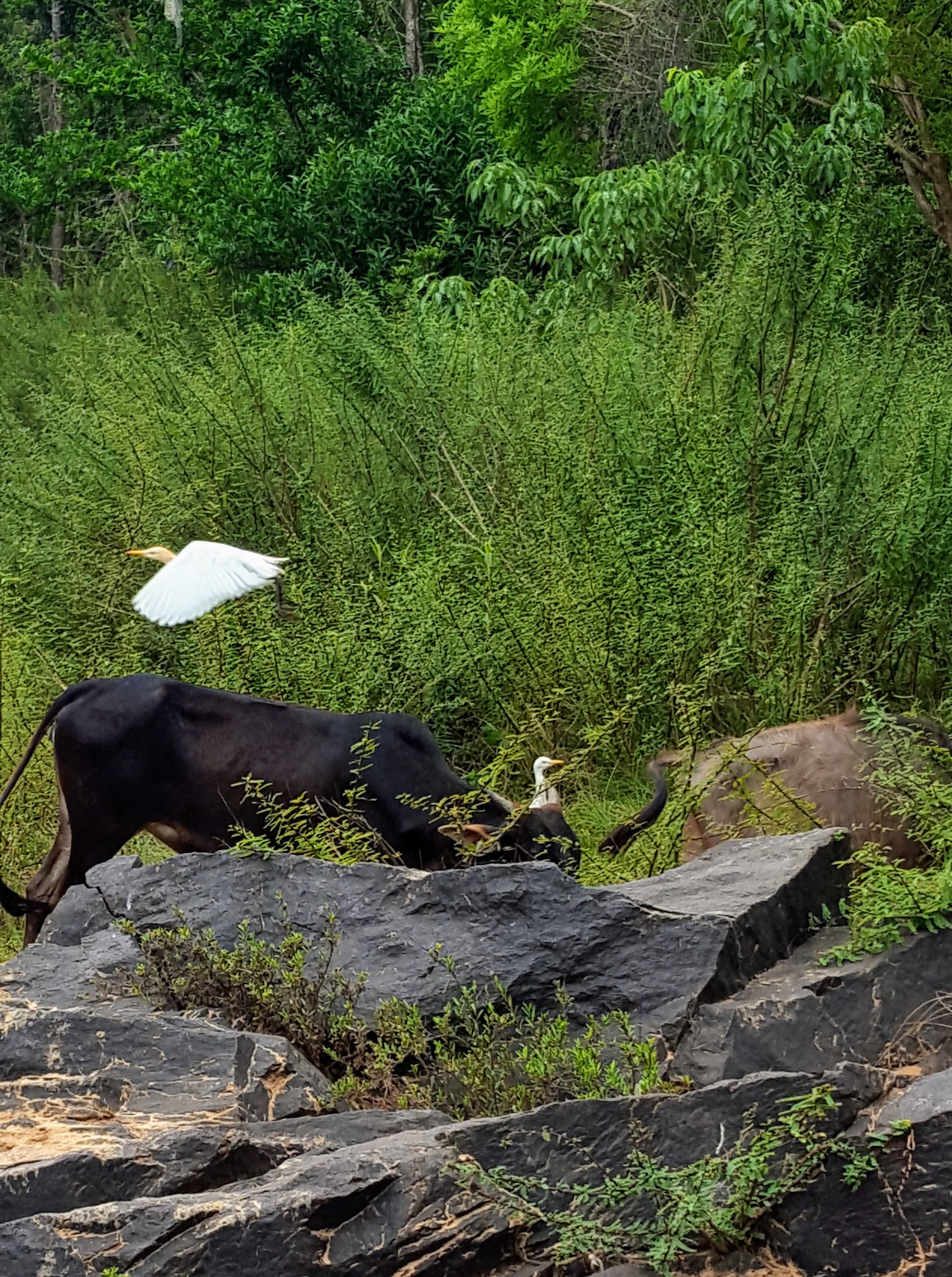 ಅಘನಾಶಿನಿ ನದಿದಡದಲ್ಲಿ ಧ್ಯಾನ