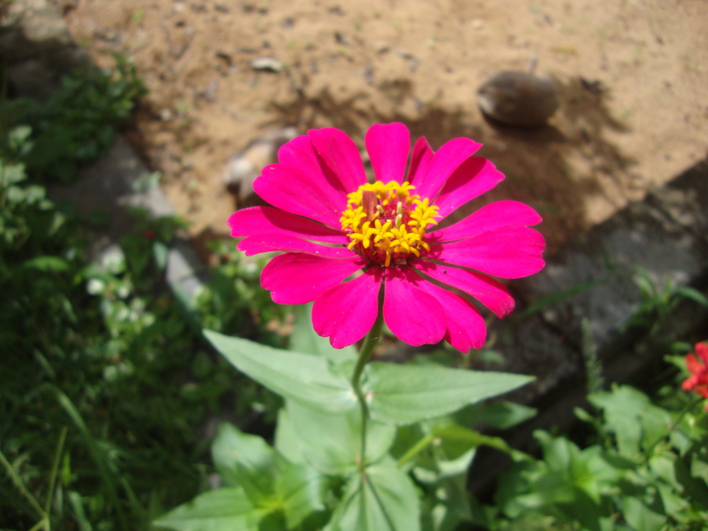 ಕಗ್ಗ ದರ್ಶನ – 1