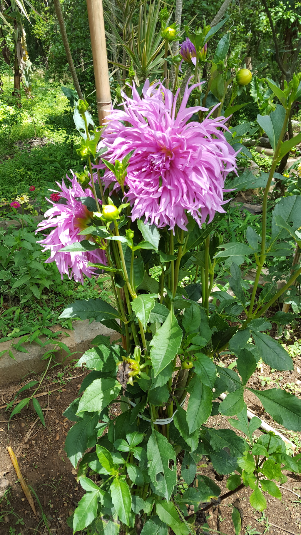 ಕಗ್ಗ ದರ್ಶನ – 3