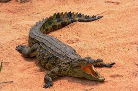 ಹೀಗೂ ಉಂಟೇ! ಪ್ರಾಣಿ ಪ್ರಪಂಚ (ಭಾಗ 8)