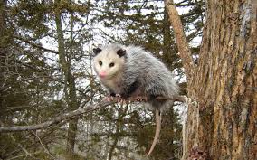 ಹೀಗೂ ಉಂಟೇ! ಪ್ರಾಣಿ ಪ್ರಪಂಚ (ಭಾಗ 9)