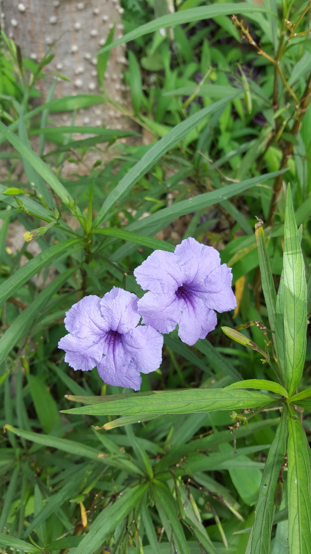 ಕಗ್ಗ ದರ್ಶನ – 7