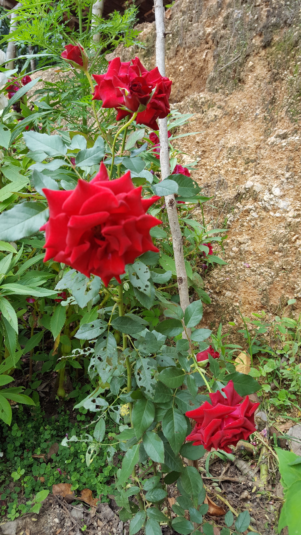 ಕಗ್ಗ ದರ್ಶನ – 10