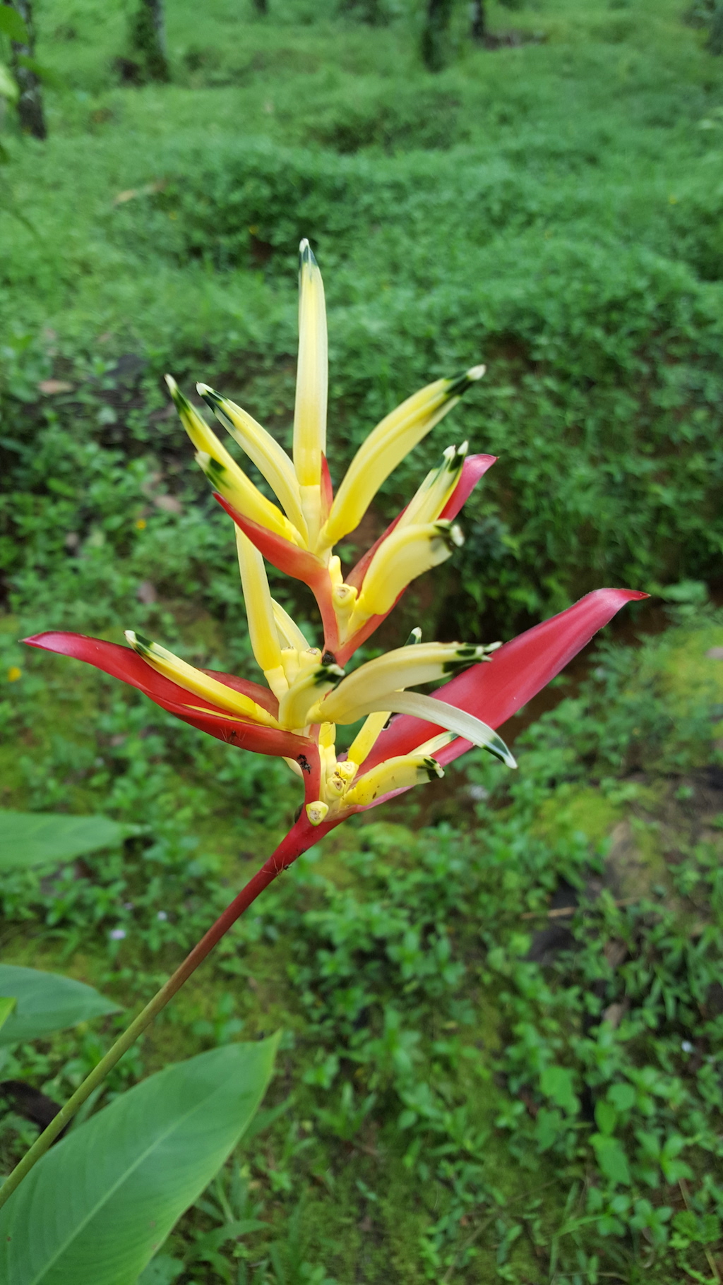 ಕಗ್ಗ ದರ್ಶನ – 11