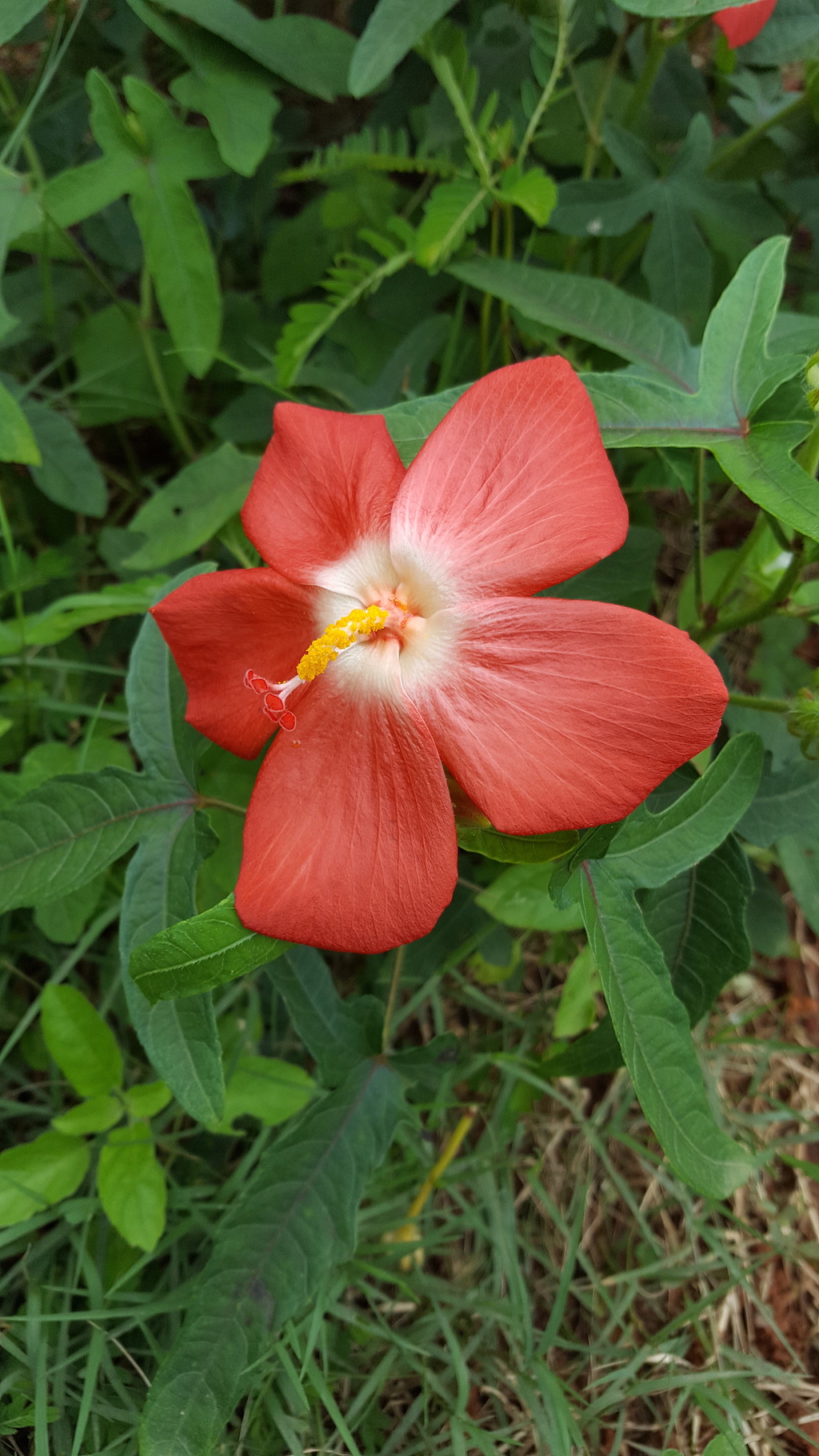 ಕಗ್ಗ ದರ್ಶನ – 14