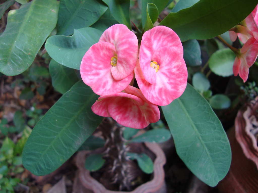 ಕಗ್ಗ ದರ್ಶನ – 17