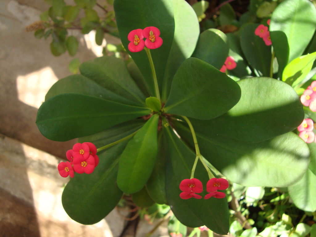 ಕಗ್ಗ ದರ್ಶನ – 18