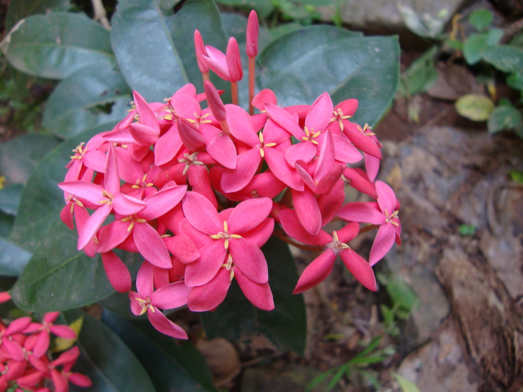 ಕಗ್ಗ ದರ್ಶನ – 20