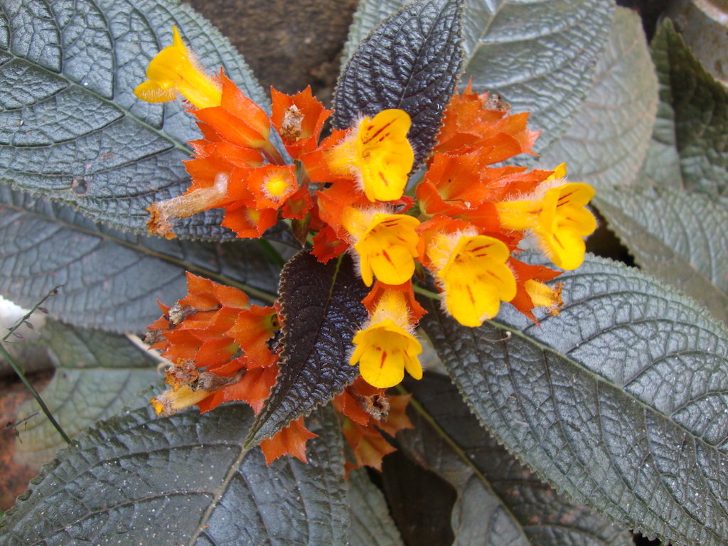 ಕಗ್ಗ ದರ್ಶನ – 21