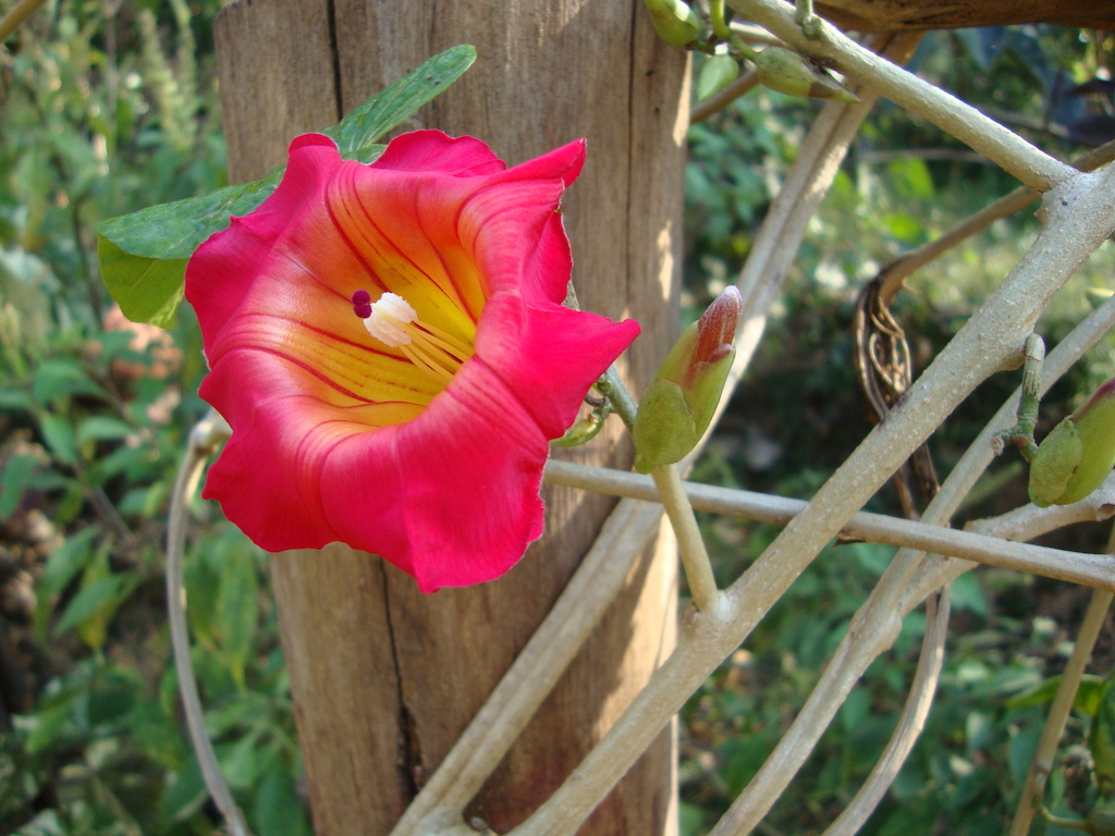 ಕಗ್ಗ ದರ್ಶನ – 22