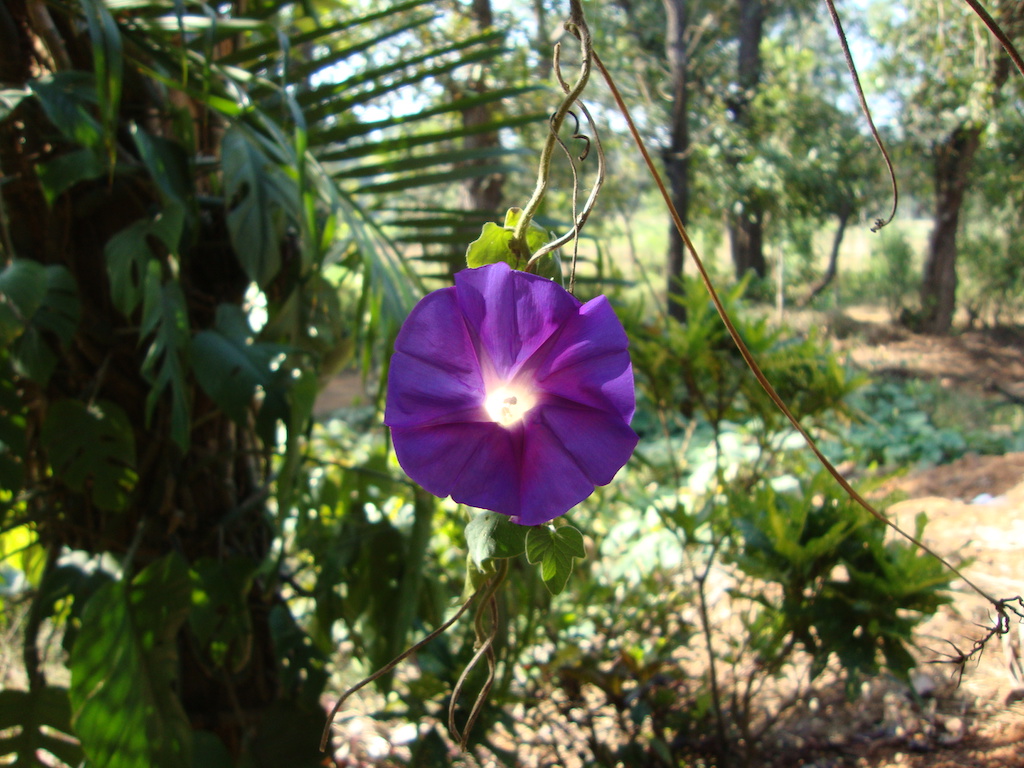 ಕಗ್ಗ ದರ್ಶನ – 23