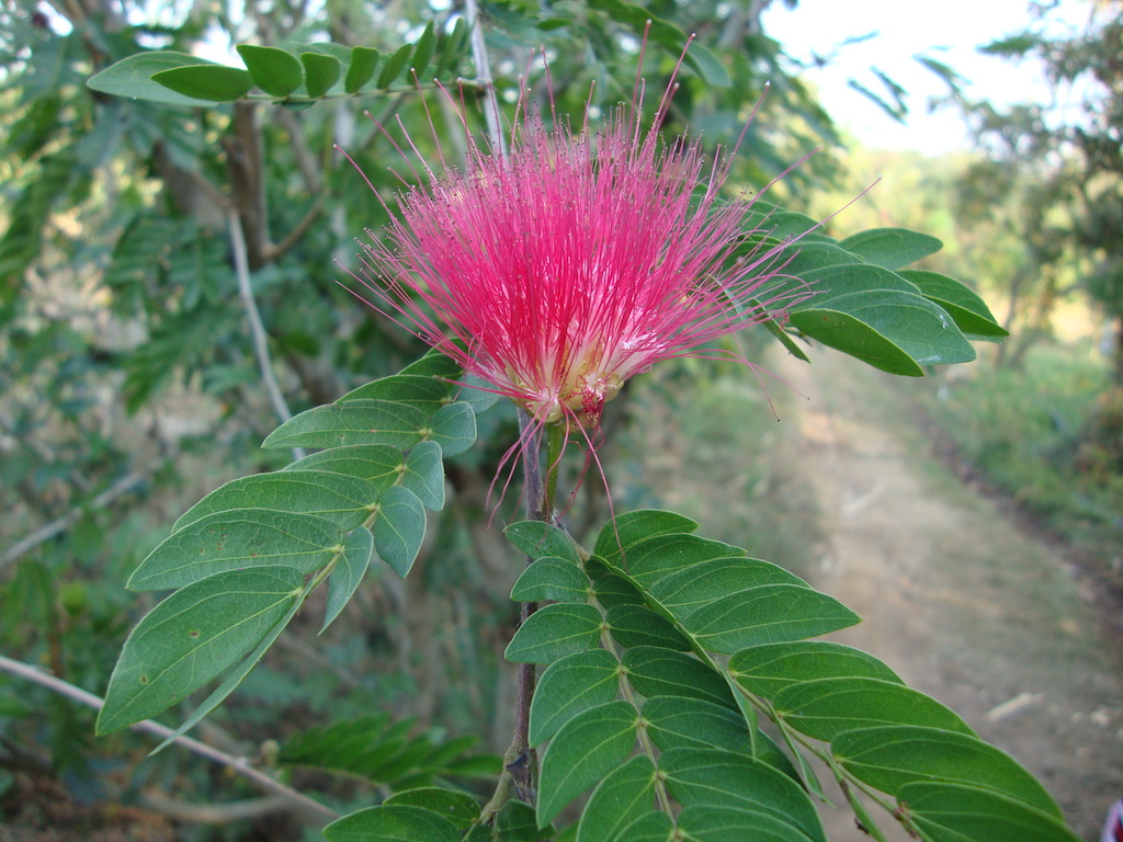 ಕಗ್ಗ ದರ್ಶನ – 24