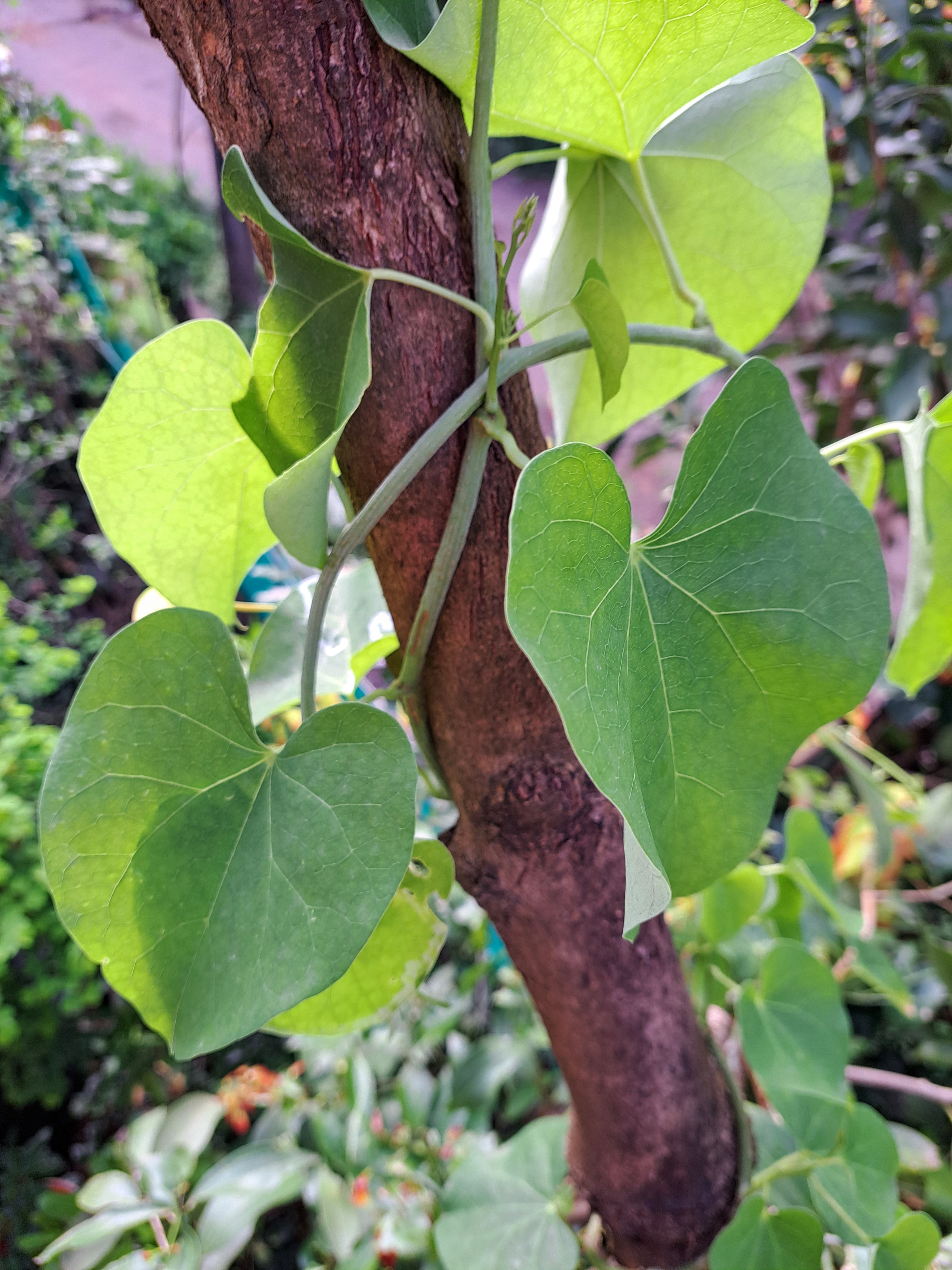ಔಷಧೀಯ ಸಸ್ಯ: ಅಮೃತ ಬಳ್ಳಿ