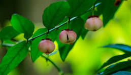 ಔಷಧೀಯ ಸಸ್ಯ: ಚಕ್ರಮುನಿ