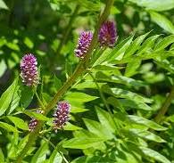 ಔಷಧೀಯ ಸಸ್ಯ: ಜೇಷ್ಠಮಧು (ಅತಿಮಧುರ)