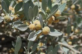 ಐದು ಬಹೂಪಯೋಗಿ ಔಷಧೀಯ ಸಸ್ಯಗಳು