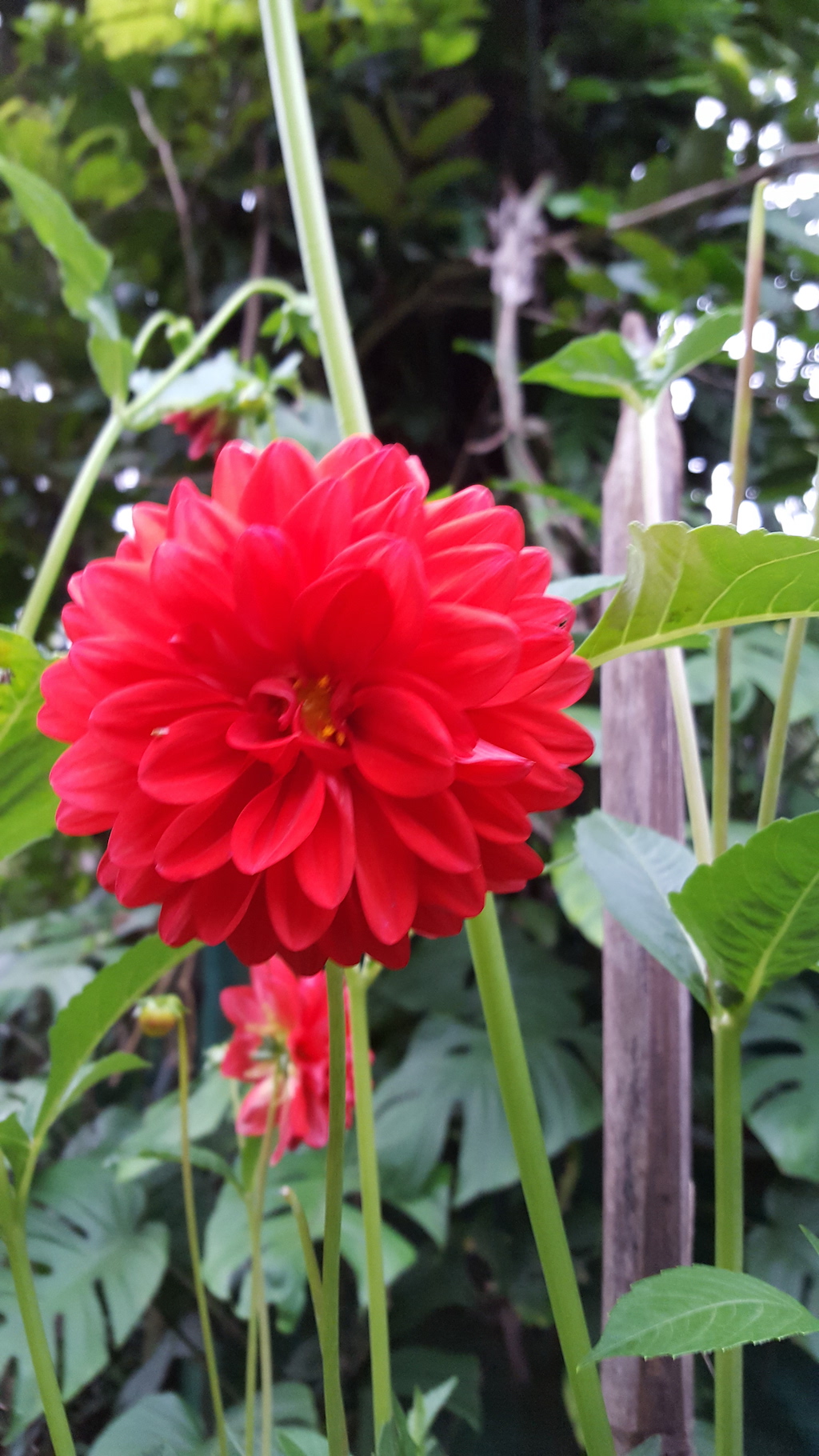 ಕಗ್ಗ ದರ್ಶನ – 25 