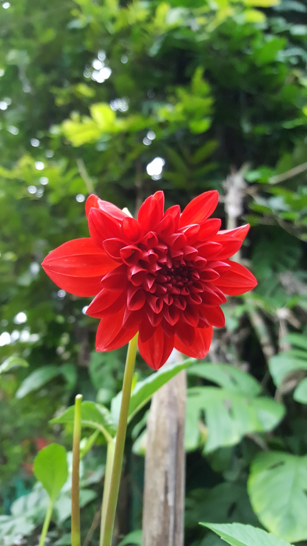 ಕಗ್ಗ ದರ್ಶನ – 26