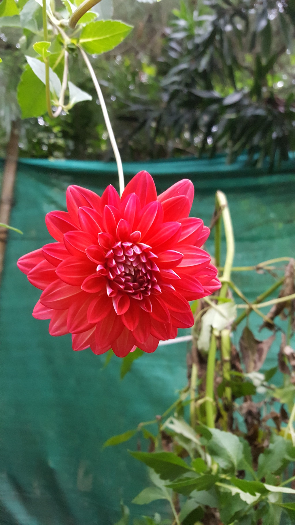 ಕಗ್ಗ ದರ್ಶನ – 27